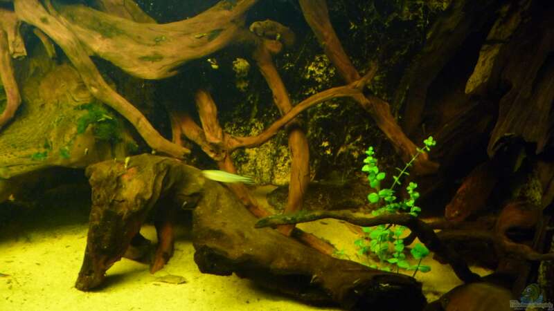 Dekoration im Aquarium Rio Pampo (aufgelöst) von carkl (23)