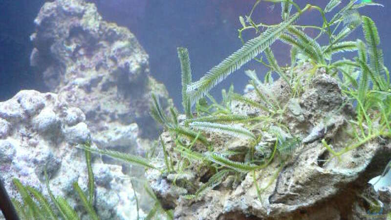 Die Alge von Zapfenmanderl (5)