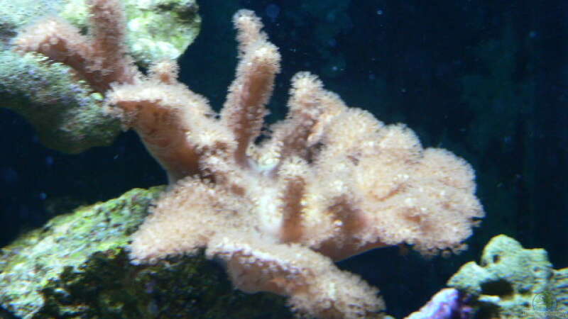 Koralle von Zapfenmanderl (16)