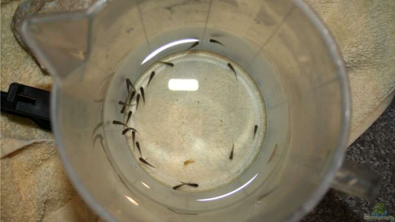 22 x Melanochromis maingano Nachwuchs 1 Tag alt von M3z (34)