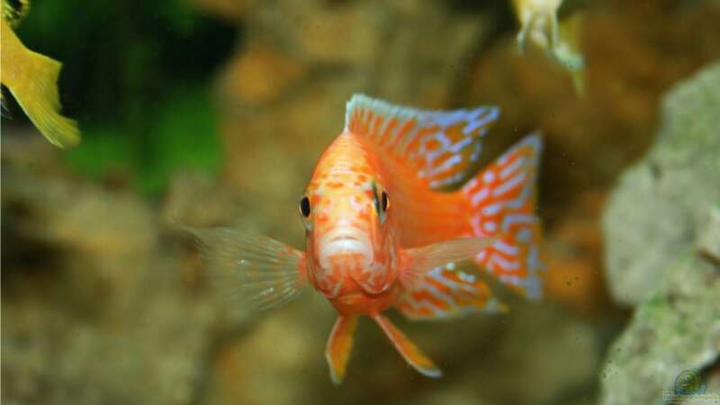 Aulonocara Firefish Männchen von M3z (13)