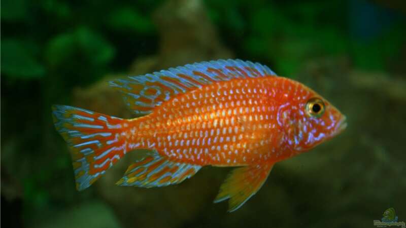 Aulonocara Firefish Männchen von M3z (14)