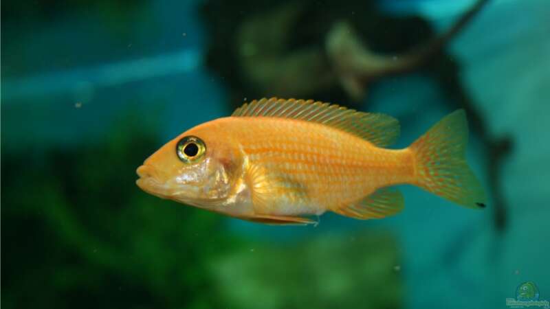 Aulonocara Firefish Weibchen von M3z (15)