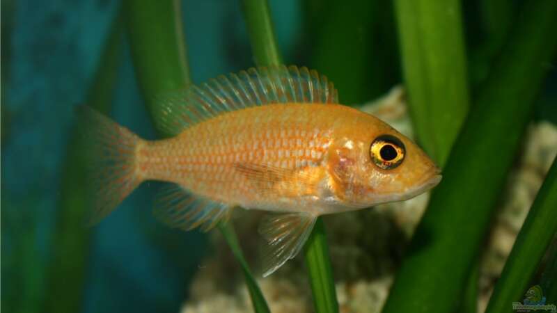 Aulonocara Firefish Weibchen von M3z (27)