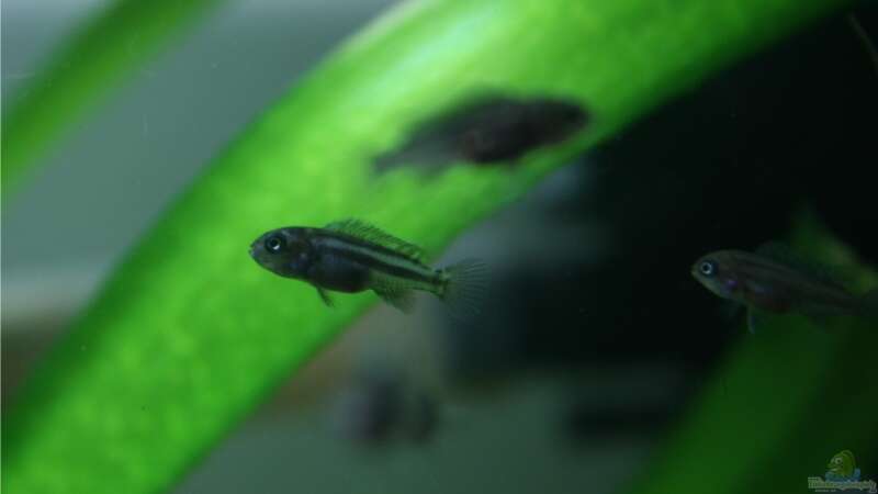 Melanochromis maingano Nachwuchs 1 Woche alt (in getrenntem Aufzuchtbecken) von M3z (35)