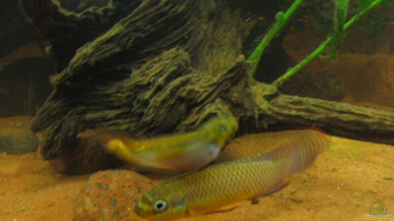 06.03.2011 - Pelvicachromis taeniatus Dehane Paar - Sehr schöne Fische, leider haben von db (47)