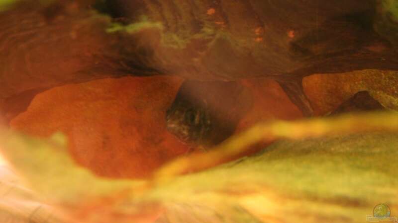 22.06.2013 - Ctenopoma acutirostre, irgendwie zwischen 12 und 15cm groß, fast nur von db (44)