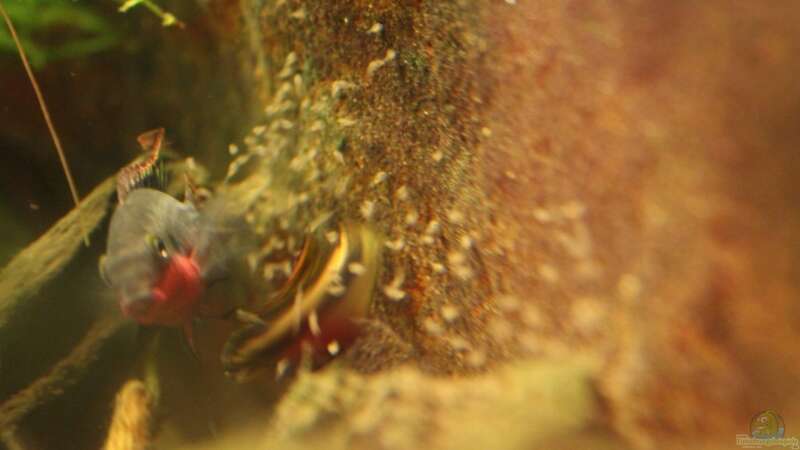 220.06.2013 - Pelvicachromis pulcher, der Bock beim Hüten des 4. oder 5. Wurfes, von db (48)
