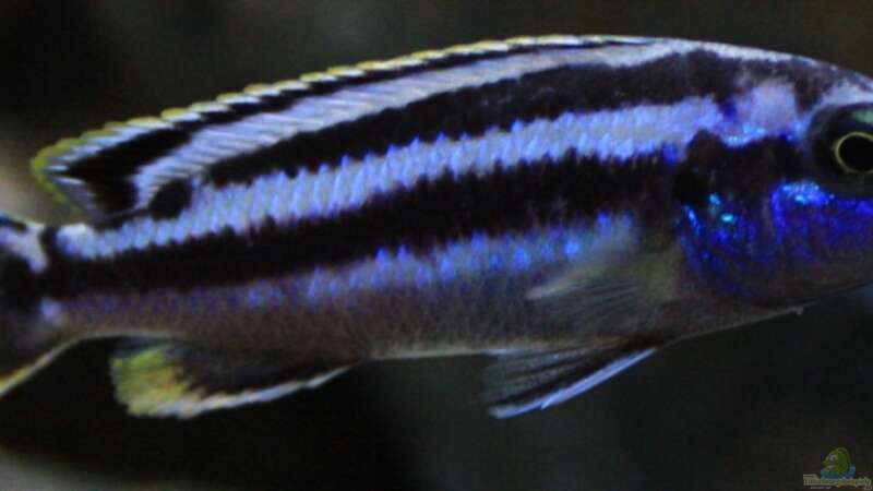 Melanochromis Kaskazini Männchen (jung) von Zerta (43)