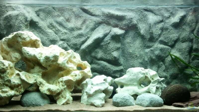 Aquarium mit selbstgemachter Rückwand. Die Fische kommen bald :-) von Roman Cavelty (1)