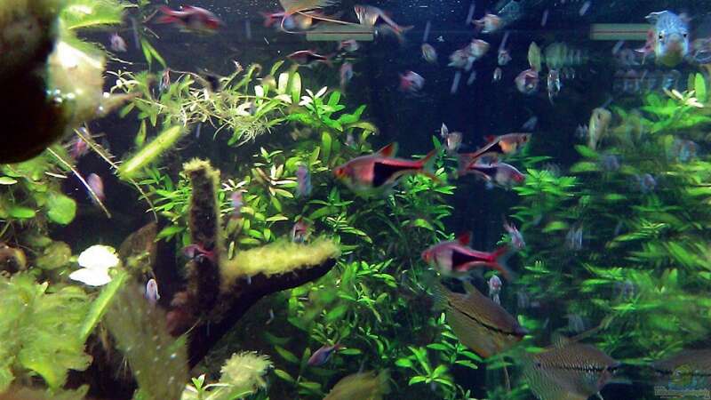 Aquarium Asian Dream von snoopy2008 (7)