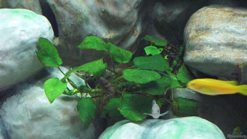 Anubia Mutterpflanze von Malawi TOM (11)