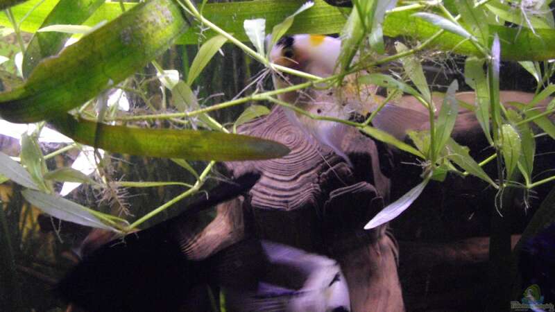 Pflanzen im Aquarium Fischsuppe von Yvonne Storms (10)