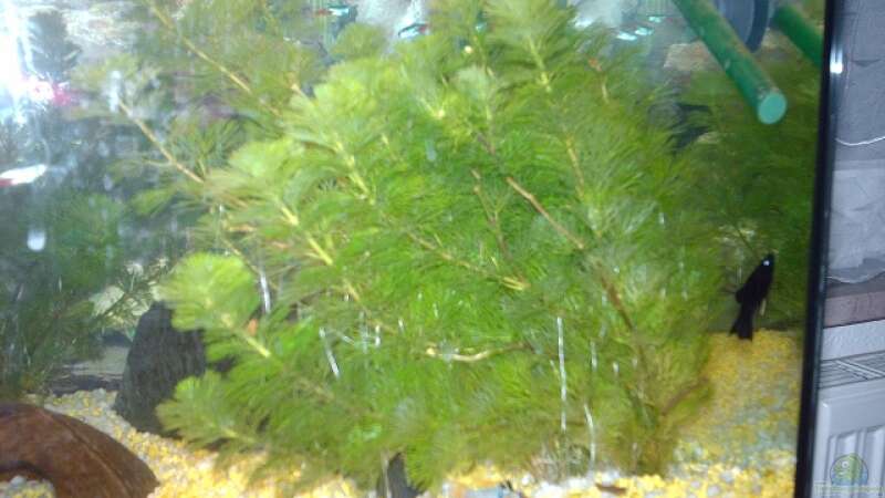 Pflanzen im Aquarium Unser kleines Becken von Elbfan (6)