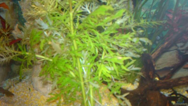 Pflanzen im Aquarium Unser kleines Becken von Elbfan (7)