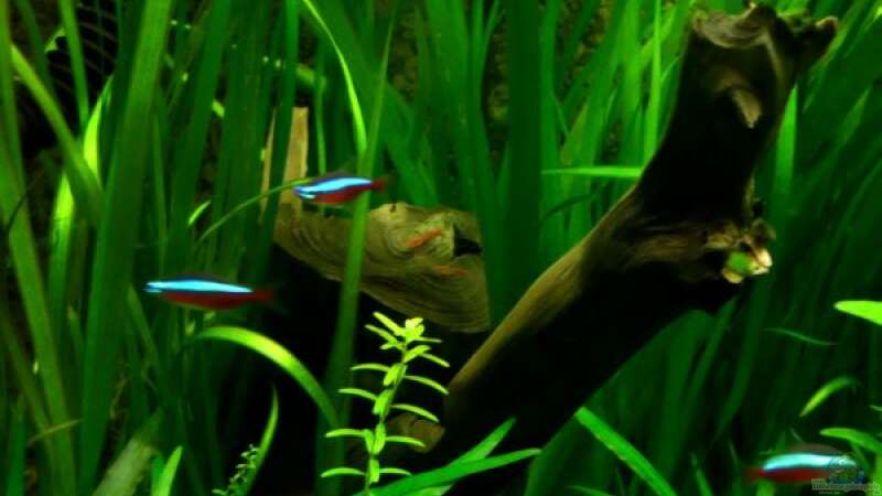 Besatz im Aquarium Dschungelcamp - Nur noch als Beispiel von Julien Preuß (11)