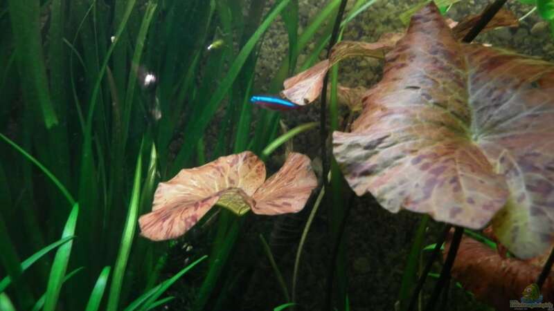 Besatz im Aquarium Dschungelcamp - Nur noch als Beispiel von Julien Preuß (16)