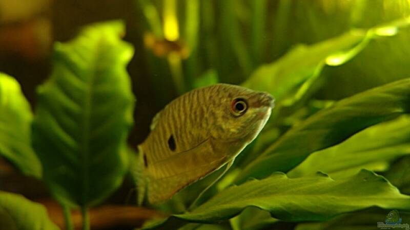 Trichopodus trichopterus Gepunkteter Fadenfisch