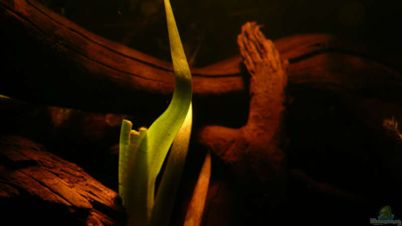 Pflanzen im Aquarium Dicrossus von Cichlid Power (11)