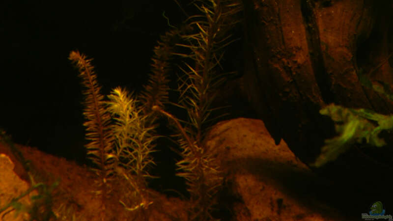 Pflanzen im Aquarium Dicrossus von Cichlid Power (13)