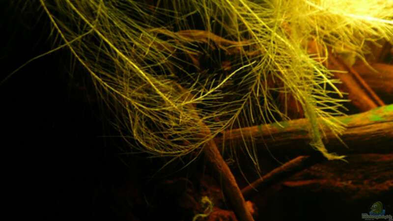 Pflanzen im Aquarium Dicrossus von Cichlid Power (14)