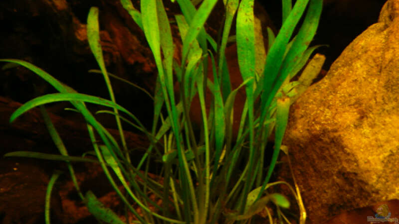 Pflanzen im Aquarium Dicrossus von Cichlid Power (17)