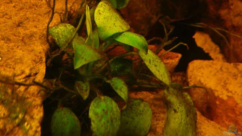 Pflanzen im Aquarium Dicrossus von Cichlid Power (18)