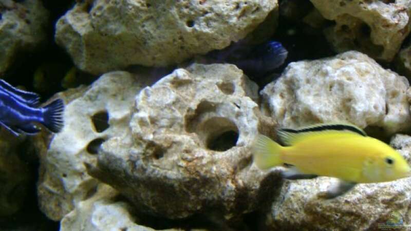 Labidochromis caeruleus ´Yellow´ & Melanochromis maingano von renehilly (12)