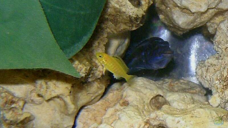Labidochromis caeruleus ´Yellow´-Jungfisch & Melanochromis maingano-weibl. von renehilly (7)
