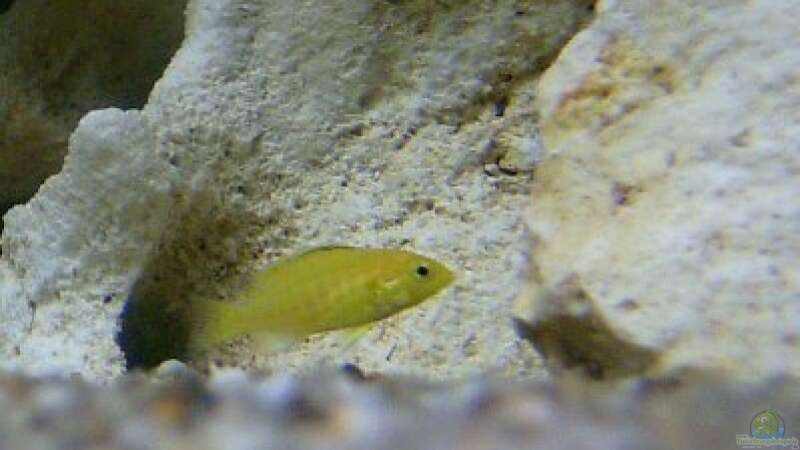 Labidochromis caeruleus ´Yellow´-Jungfisch von renehilly (8)
