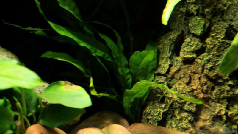 Pflanzen im Aquarium little dark african von die Perle... (13)