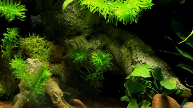 Pflanzen im Aquarium little dark african von die Perle... (16)
