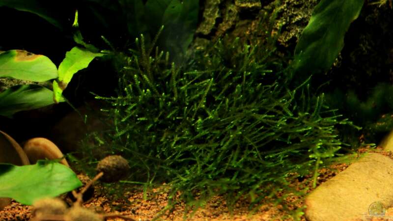 Pflanzen im Aquarium little dark african von die Perle... (18)