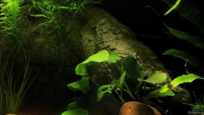 Pflanzen im Aquarium little dark african von die Perle... (23)