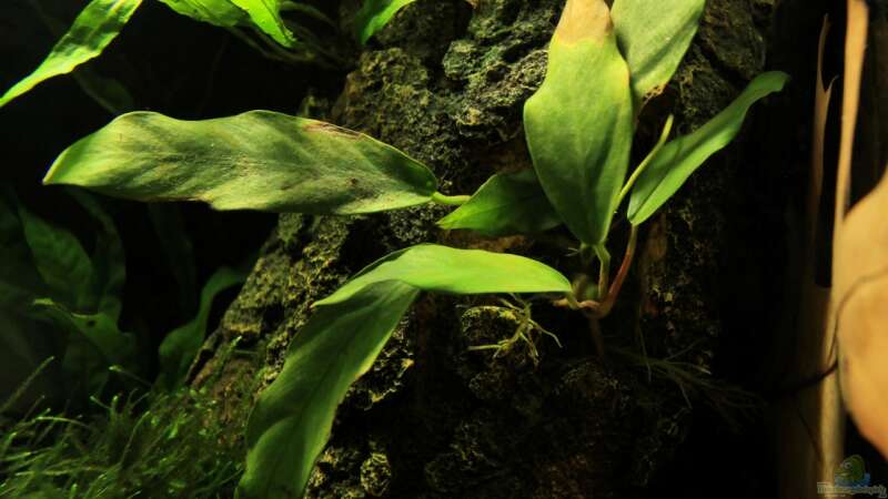 Pflanzen im Aquarium little dark african von die Perle... (25)