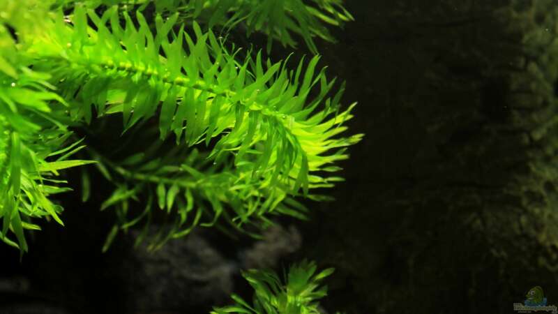 Pflanzen im Aquarium little dark african von die Perle... (9)