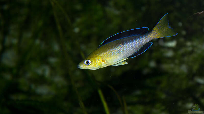 Aquarium Hauptansicht von Tanganjika Übergangszone - Nur Noch als Beispiel