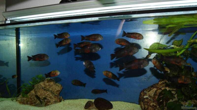 Besatz im Aquarium Tropheus Becken 2011 von Robin H. (10)
