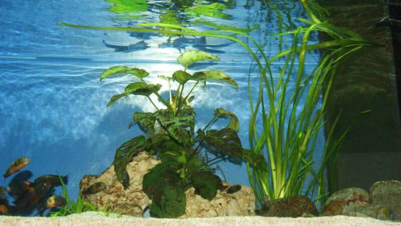 Pflanzen im Aquarium Tropheus Becken 2011 von Robin H. (4)