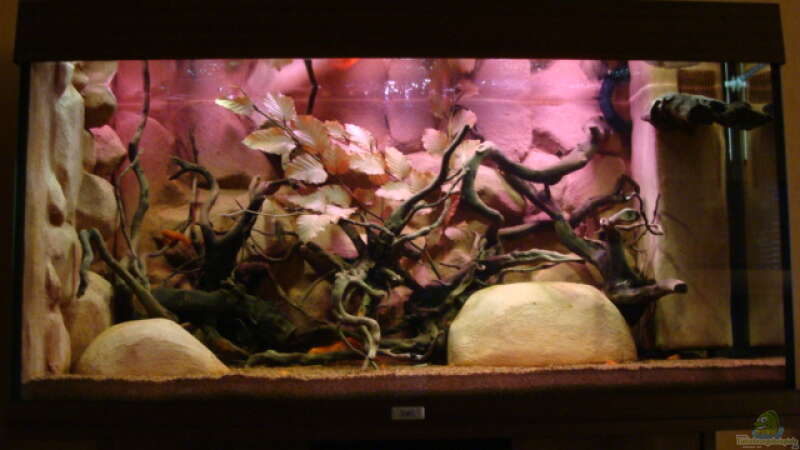 Aquarium Hauptansicht von Procambarus Clarkii II von manzanarez (1)