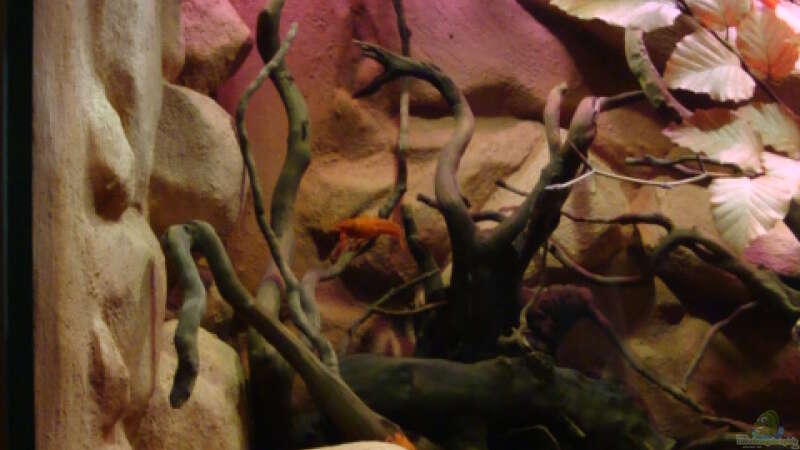 Aquarium Procambarus Clarkii II von manzanarez (4)