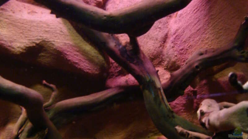 Aquarium Procambarus Clarkii II von manzanarez (5)