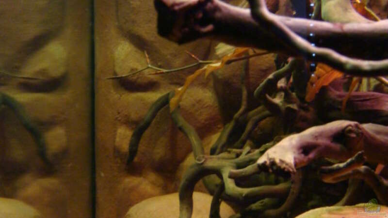 Aquarium Procambarus Clarkii II von manzanarez (6)