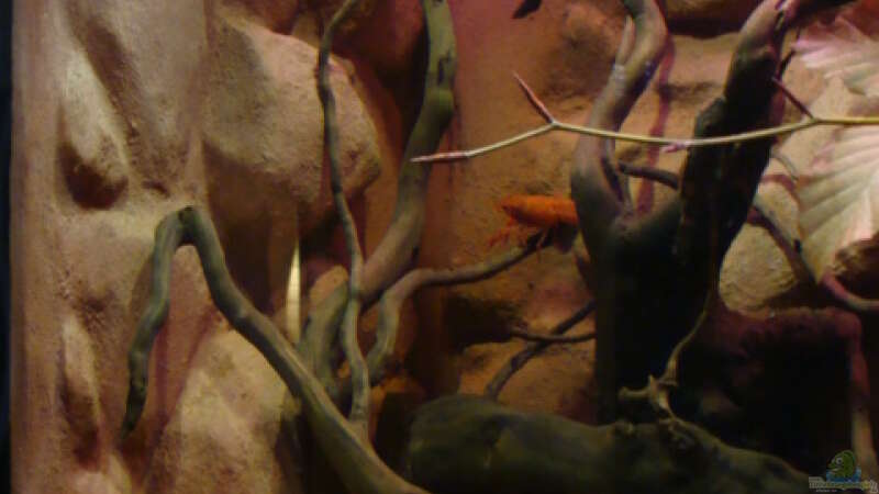 Aquarium Procambarus Clarkii II von manzanarez (7)