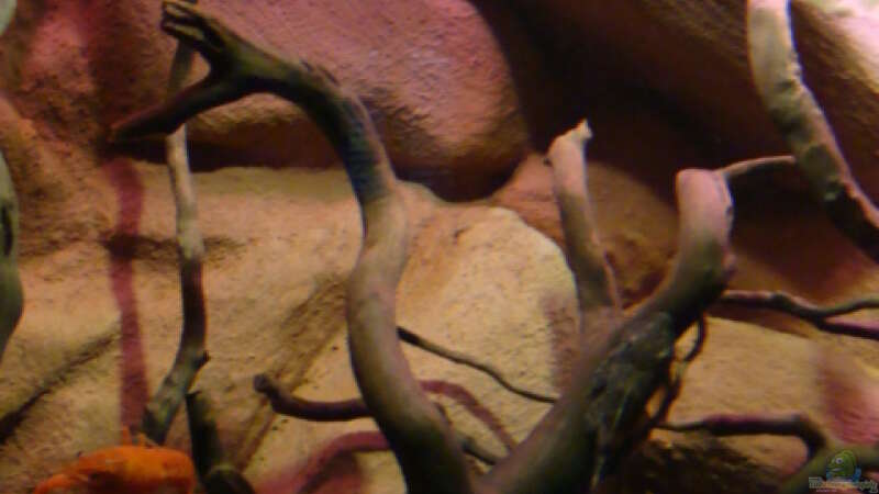Aquarium Procambarus Clarkii II von manzanarez (9)