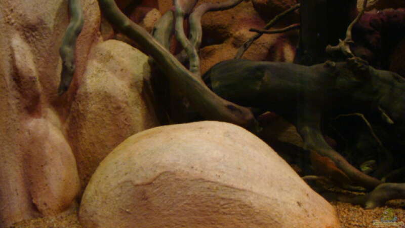 Dekoration im Aquarium Procambarus Clarkii II von manzanarez (10)