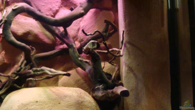 Dekoration im Aquarium Procambarus Clarkii II von manzanarez (12)