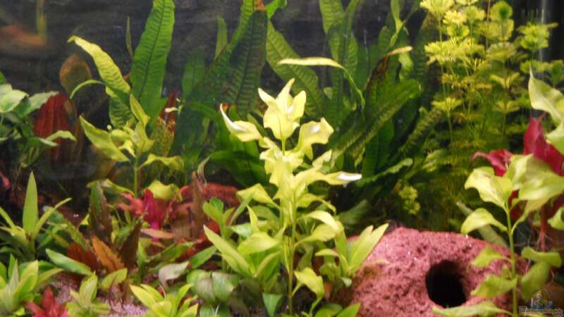 Pflanzen im Aquarium Kleene Pfütze von Kampfstulle (6)
