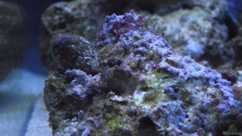 Dekoration im Aquarium Midi-Cube Meerwasser von Dr. Manhattan (7)