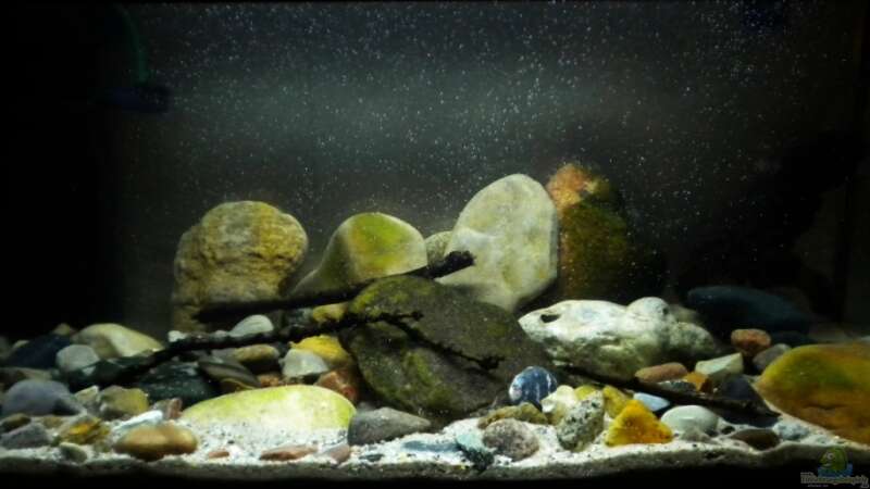 Aquarium Minirochen Flusslandschaft von Benjamin Hamann (4)